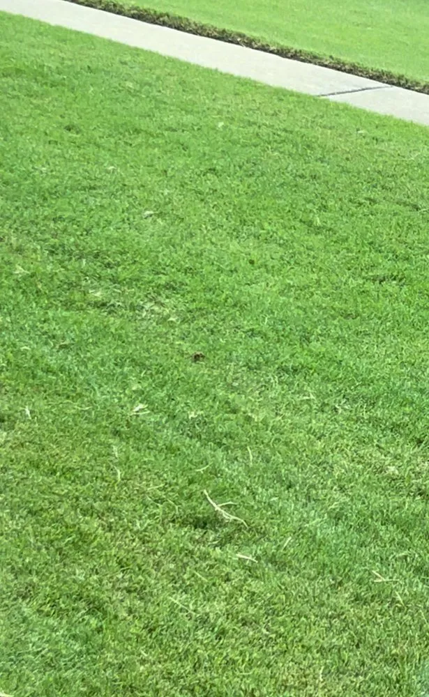 Professional yard maintenance for homes across Argo, AL - Mighty Green Lawn Care