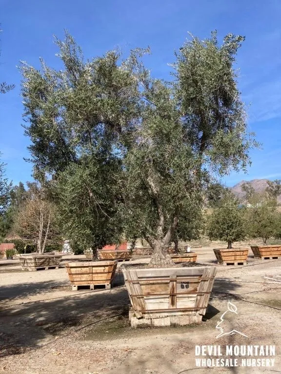 Expert landscape design experts serving Long Beach, CA - Mighty Mow Landscaping