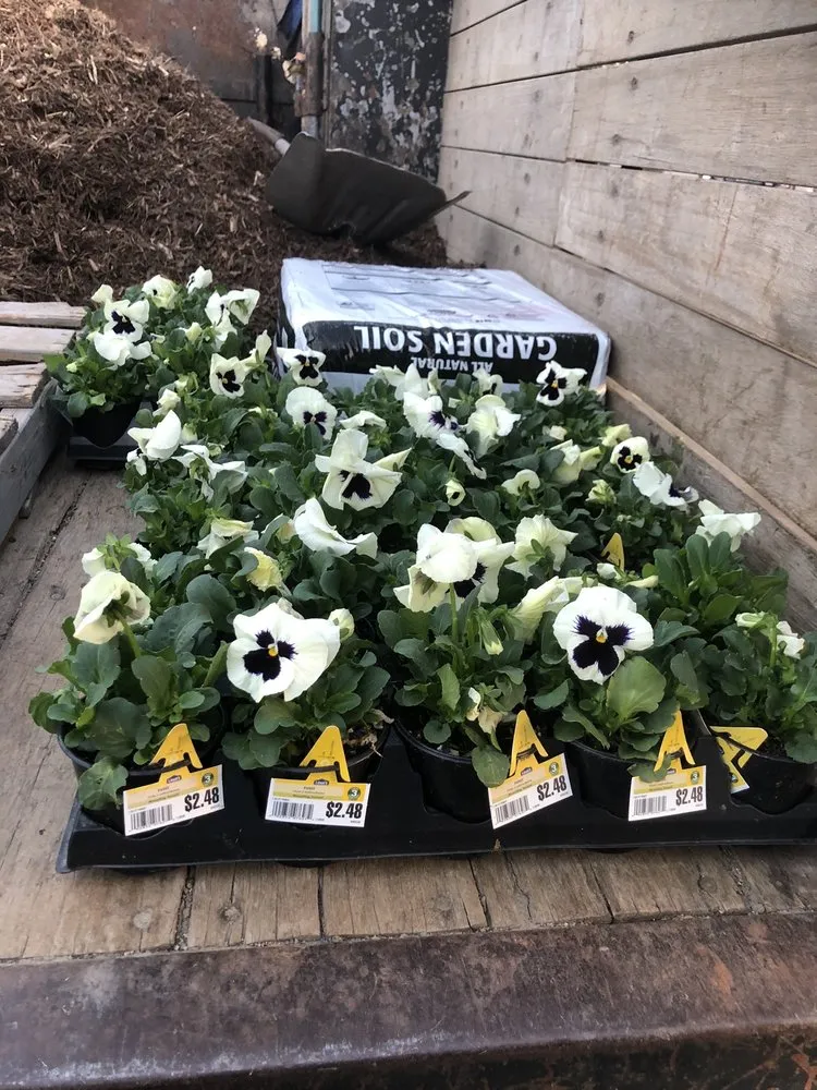 Affordable lawn care service for residential properties in Long Beach, CA by Mighty Mow Landscaping