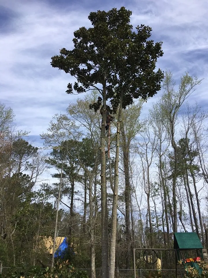 Reliable garden landscaping in Wilmington, NC by Mighty Oak