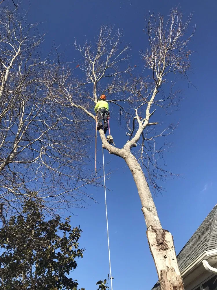 Local garden landscaping in Wilmington, NC - Mighty Oak