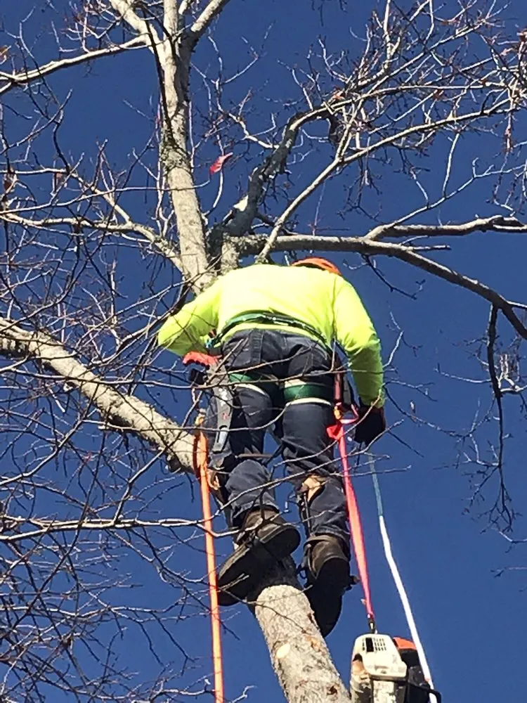 Reliable landscaping services experts serving Wilmington, NC - Mighty Oak