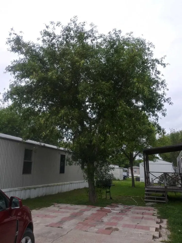 Professional yard maintenance experts serving Harlingen, TX - Miguel Cuts