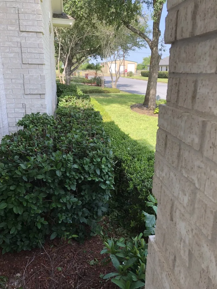 Trusted landscaping services in Harlingen, TX - Miguel Cuts