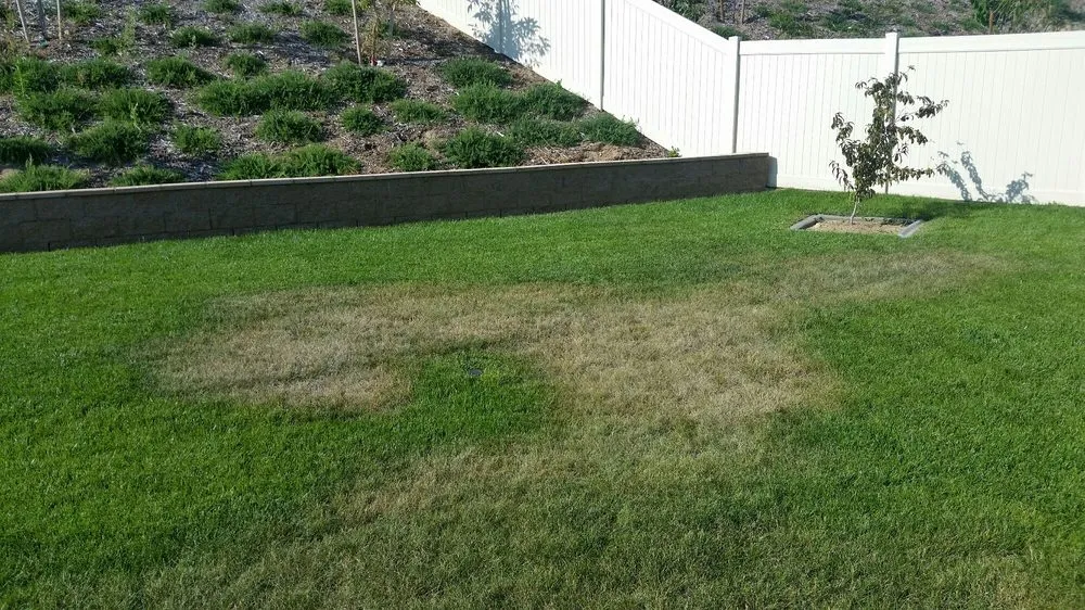 Affordable residential landscaping in Riverside, CA - Miguel Gardening and Landscaping