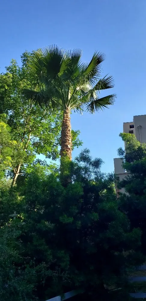 Trusted landscape design for beautiful yards across Los Angeles, CA - Miguel Gonzales Tree Service