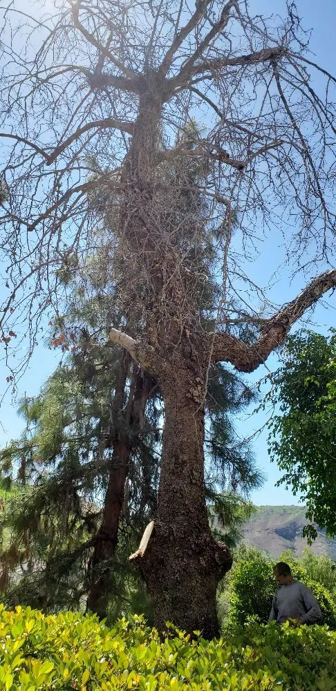 Professional outdoor landscaping in Los Angeles, CA by Miguel Gonzales Tree Service