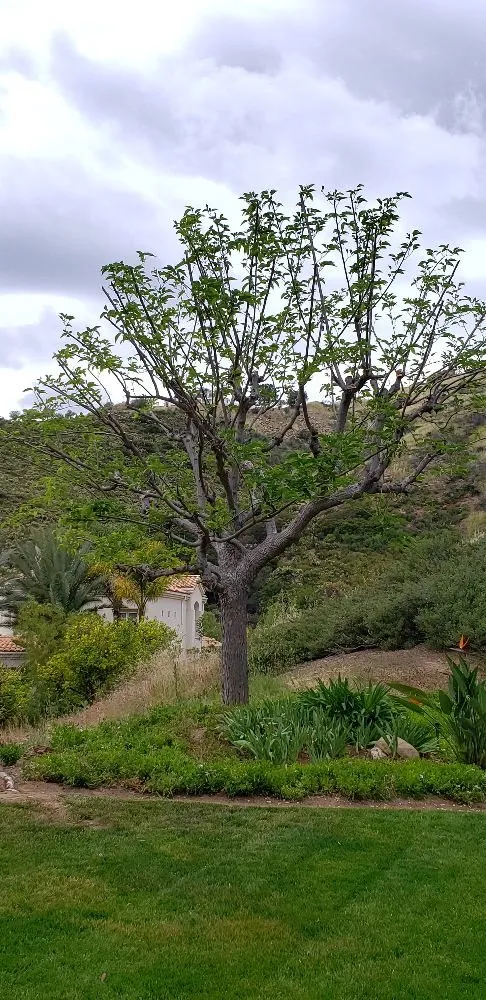 Custom garden landscaping in Los Angeles, CA - Miguel Gonzales Tree Service