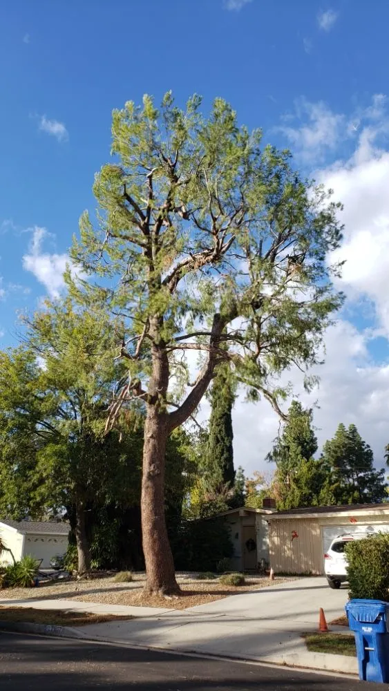 Expert yard cleanup service for homes across Los Angeles, CA - Miguel Gonzales Tree Service