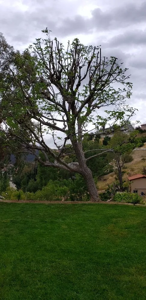 Custom landscape installation experts serving Los Angeles, CA - Miguel Gonzales Tree Service