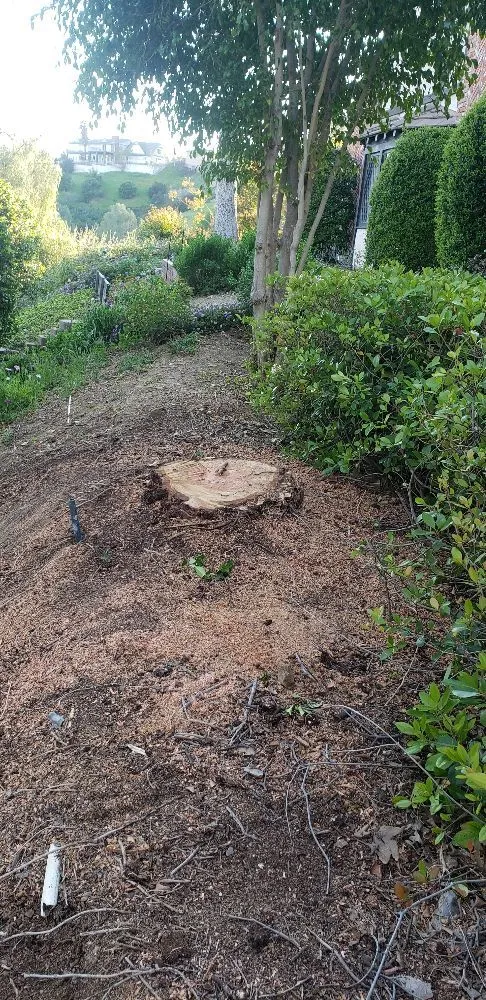 Trusted landscape design in Los Angeles, CA by Miguel Gonzales Tree Service