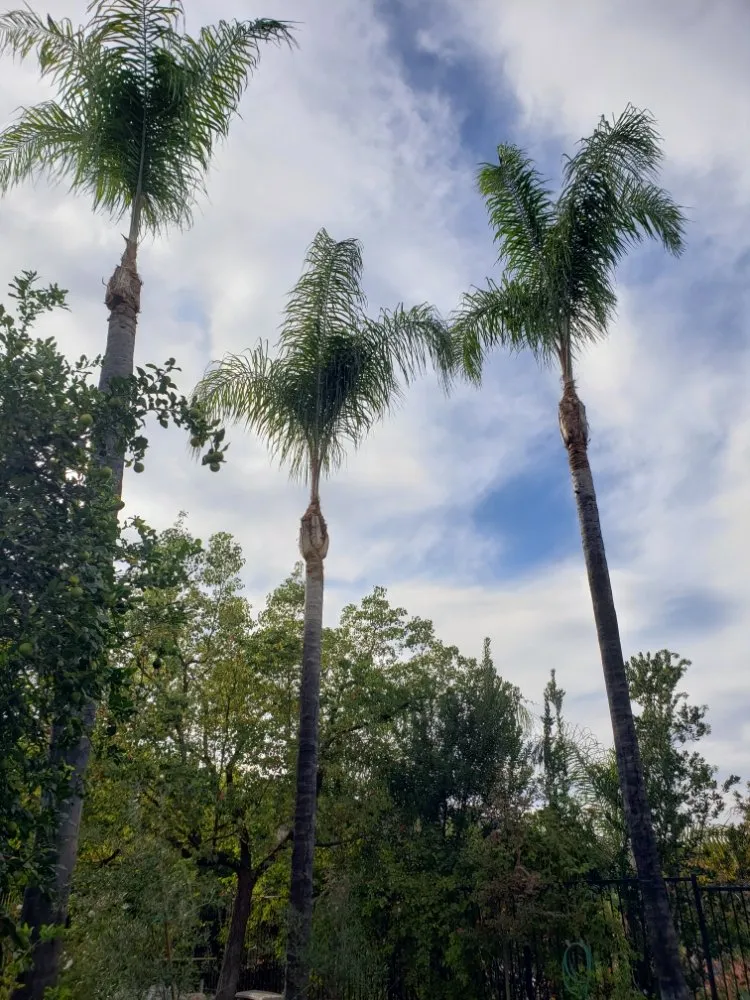 Top-rated garden landscaping near you in Los Angeles, CA by Miguel Gonzales Tree Service