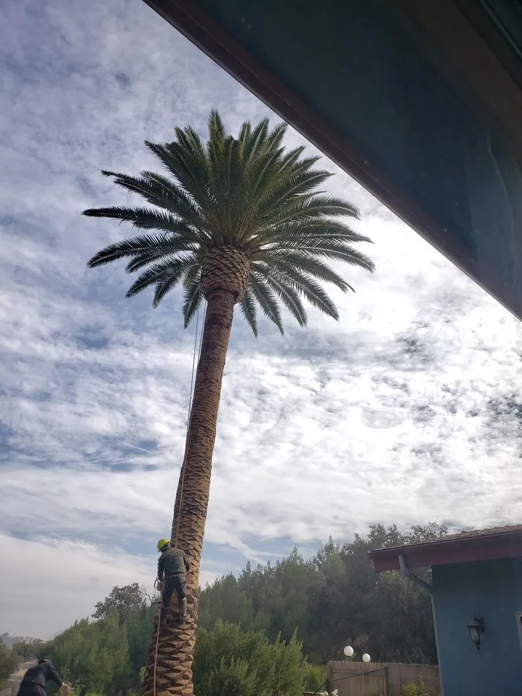 Top-rated yard cleanup service for homes across Los Angeles, CA - Miguel Gonzales Tree Service