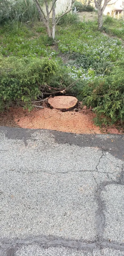 Professional outdoor landscaping in Los Angeles, CA - Miguel Gonzales Tree Service