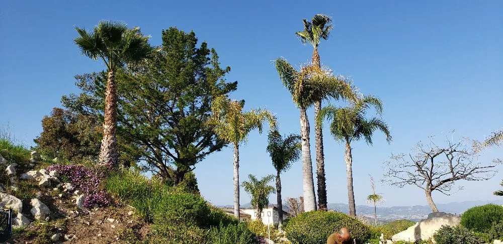 Custom lawn mowing service in Los Angeles, CA by Miguel Gonzales Tree Service