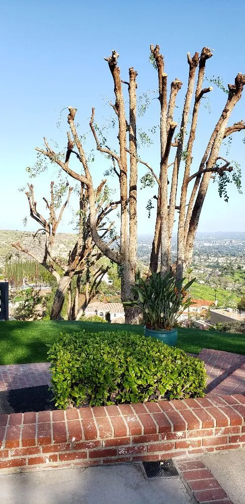 Local garden landscaping in Los Angeles, CA - Miguel Gonzales Tree Service