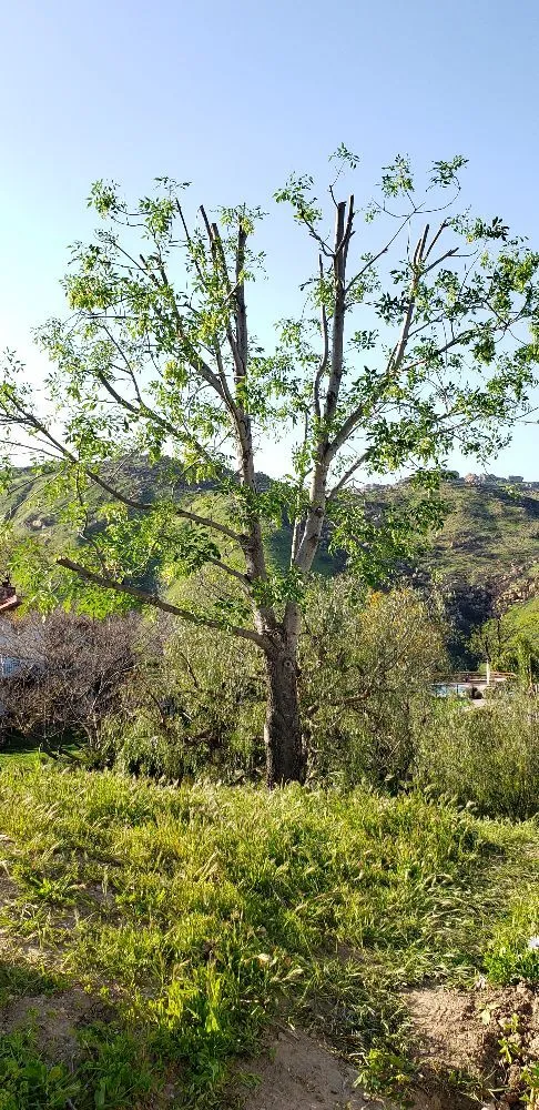 Professional landscape design in Los Angeles, CA by Miguel Gonzales Tree Service