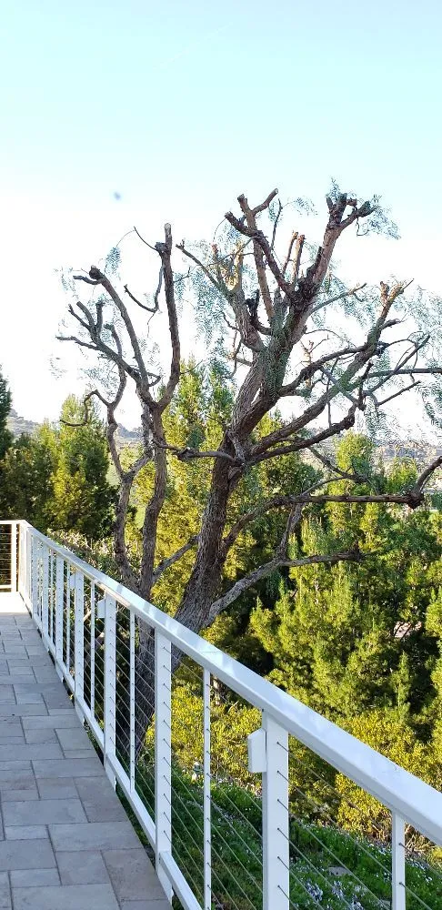Trusted yard cleanup service in Los Angeles, CA - Miguel Gonzales Tree Service