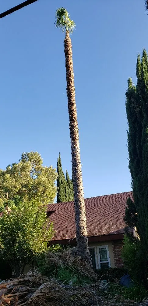 Professional landscaping services for year-round maintenance in Los Angeles, CA by Miguel Gonzales Tree Service