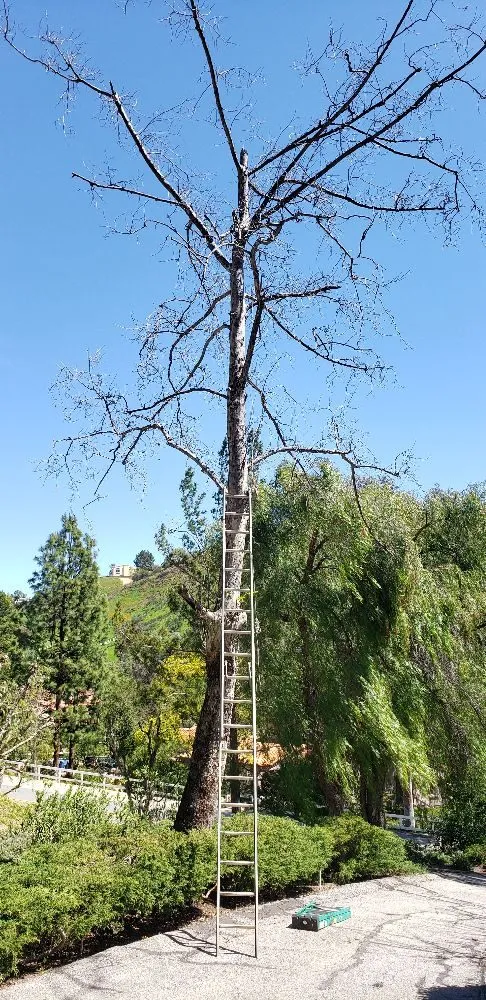 Custom lawn care service for outdoor upgrades across Los Angeles, CA - Miguel Gonzales Tree Service