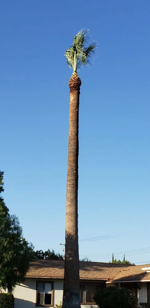 Local landscape installation in Los Angeles, CA by Miguel Gonzales Tree Service