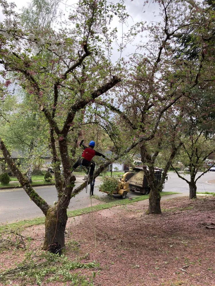 Custom yard maintenance for year-round maintenance in Hillsboro, OR by Miguel Landscape