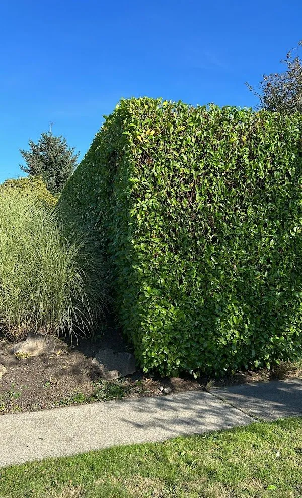 Affordable landscaping services with custom design across Belfair, WA - Miguel Landscaping