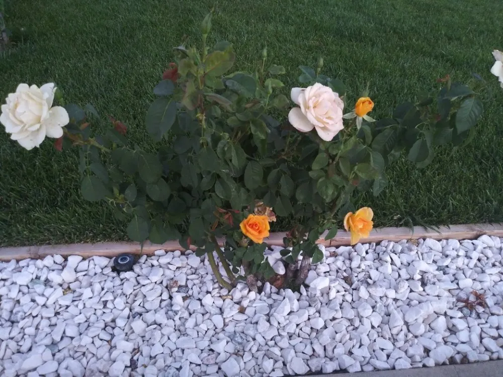 Reliable residential landscaping in Palmdale, CA by Miguel Landscaping