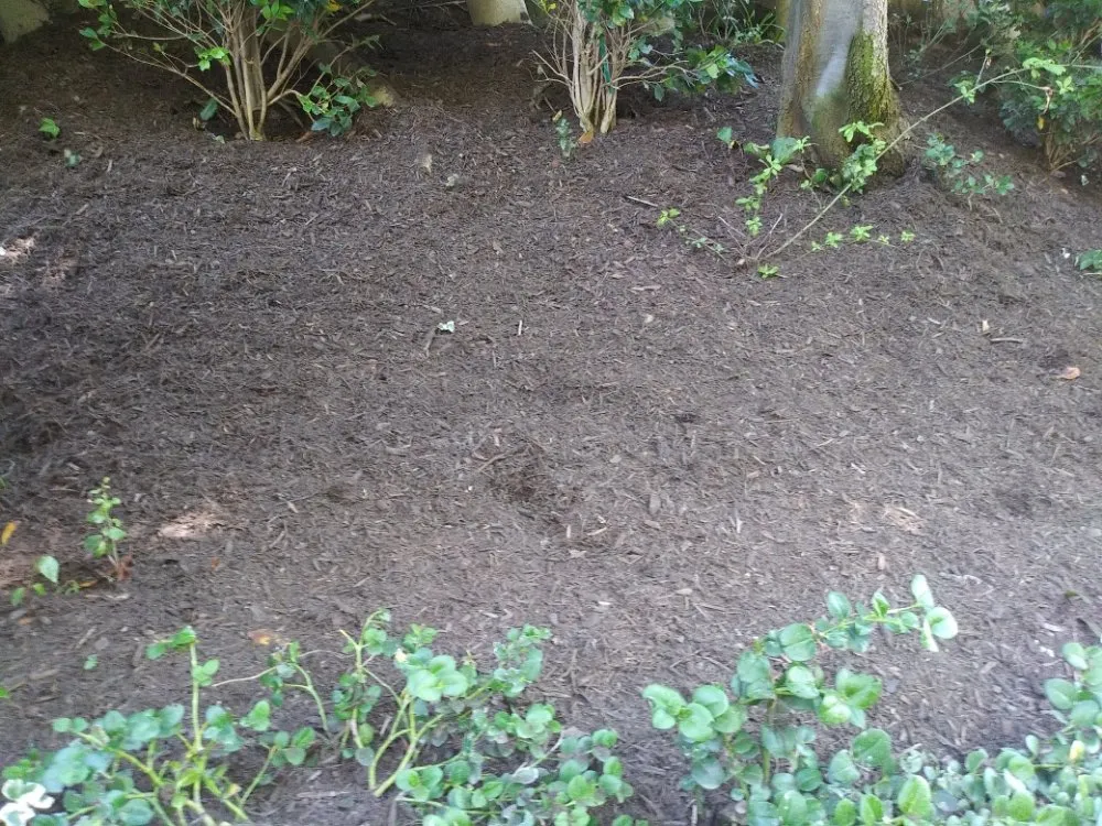 Trusted landscape design in Palmdale, CA by Miguel Landscaping