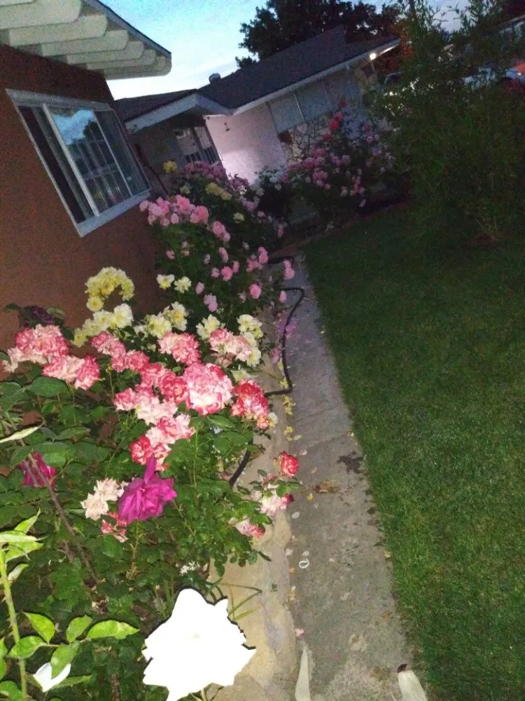 Reliable outdoor landscaping experts serving Palmdale, CA - Miguel Landscaping