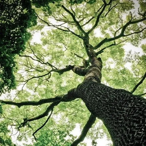 Professional landscape design near you in Shelton, WA by Miguel Landscaping