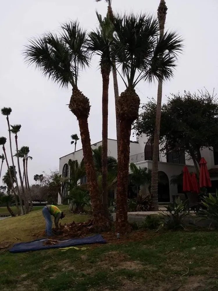 Professional landscaping services in Brownsville, TX by Miguel Lawn Care Service - Palm Tree Trimming