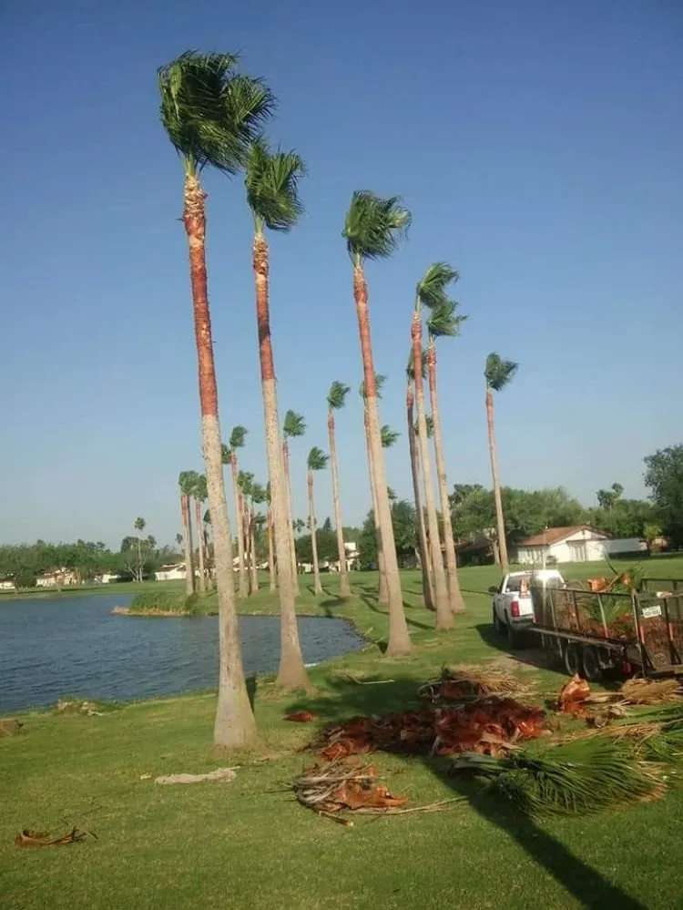 Expert outdoor landscaping with custom design across Brownsville, TX - Miguel Lawn Care Service - Palm Tree Trimming
