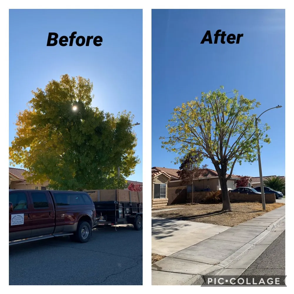 Professional garden landscaping for homes in Palmdale, CA by Miguel Martinez Complete Landscape Service