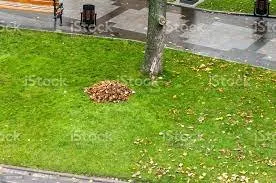 Expert landscape design experts serving Berwyn, IL - Miguel Mendoza