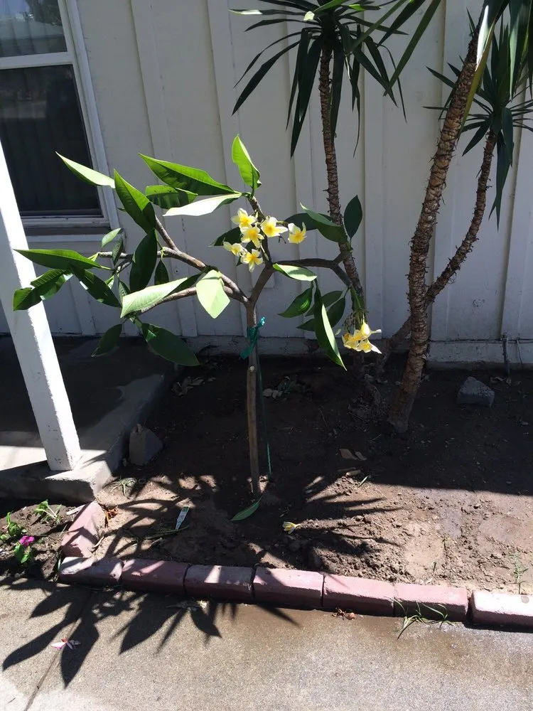 Affordable yard cleanup service in West Covina, CA by Miguel Munoz Landscape & Maintenance