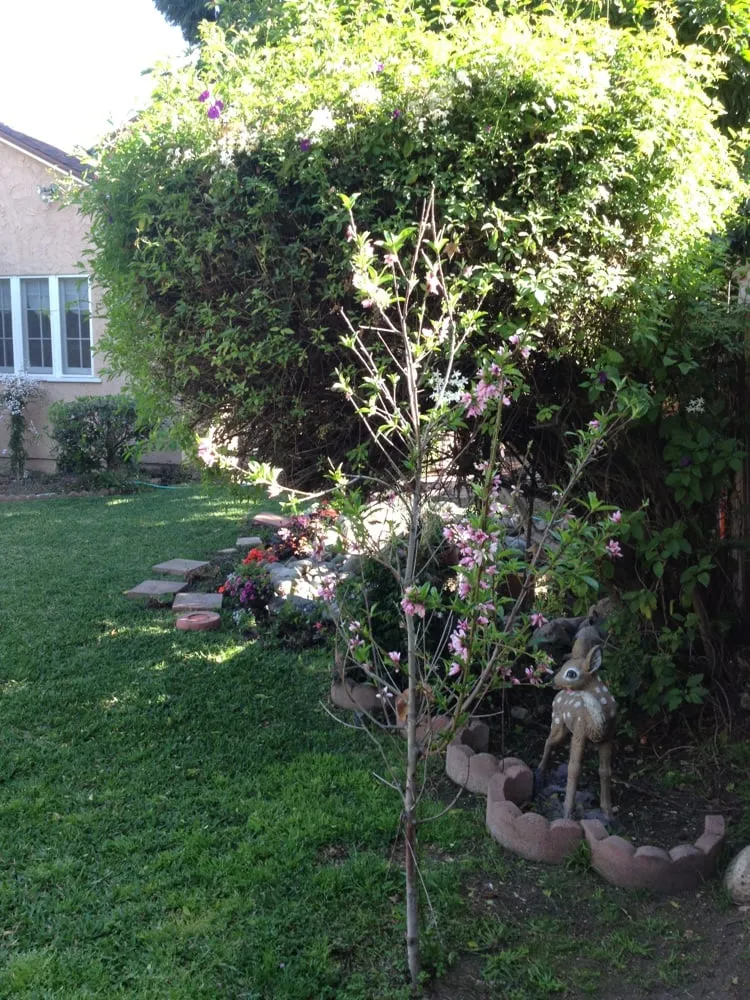 Custom residential landscaping in West Covina, CA by Miguel Munoz Landscape & Maintenance