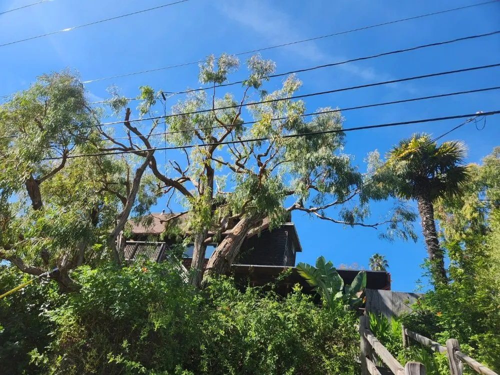 Professional garden landscaping in Santa Barbara, CA by Miguel Vasquez Landscaping & More