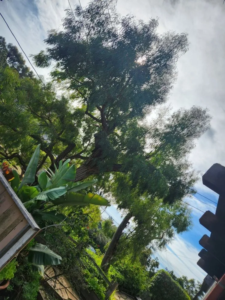 Local outdoor landscaping in Santa Barbara, CA - Miguel Vasquez Landscaping & More