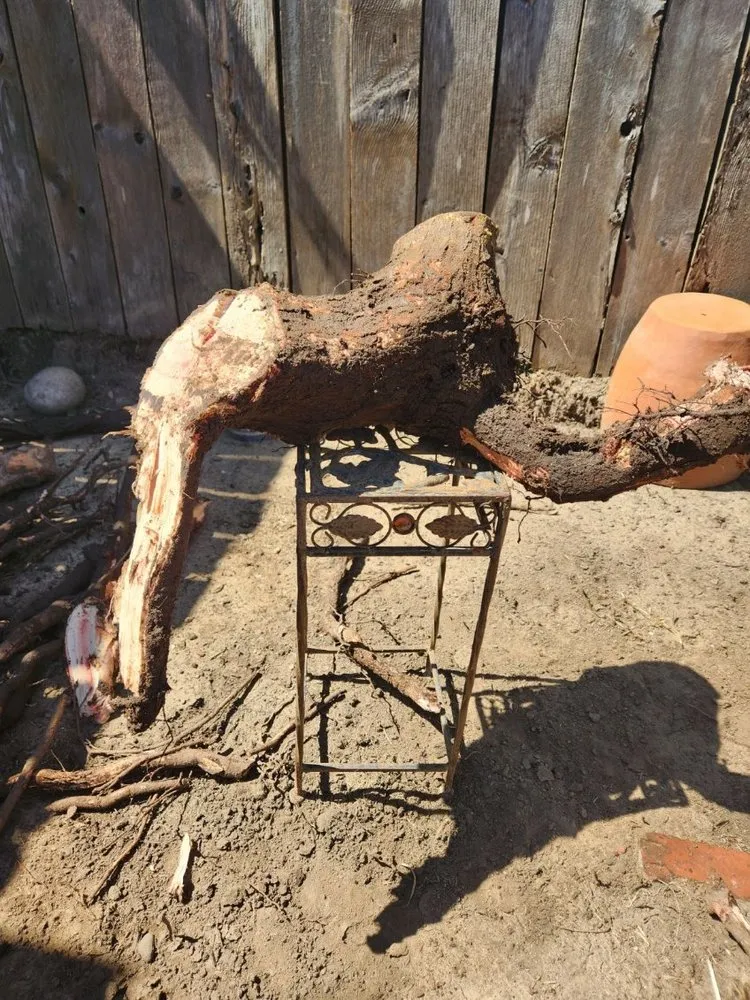 Local residential landscaping in Santa Barbara, CA - Miguel Vasquez Landscaping & More