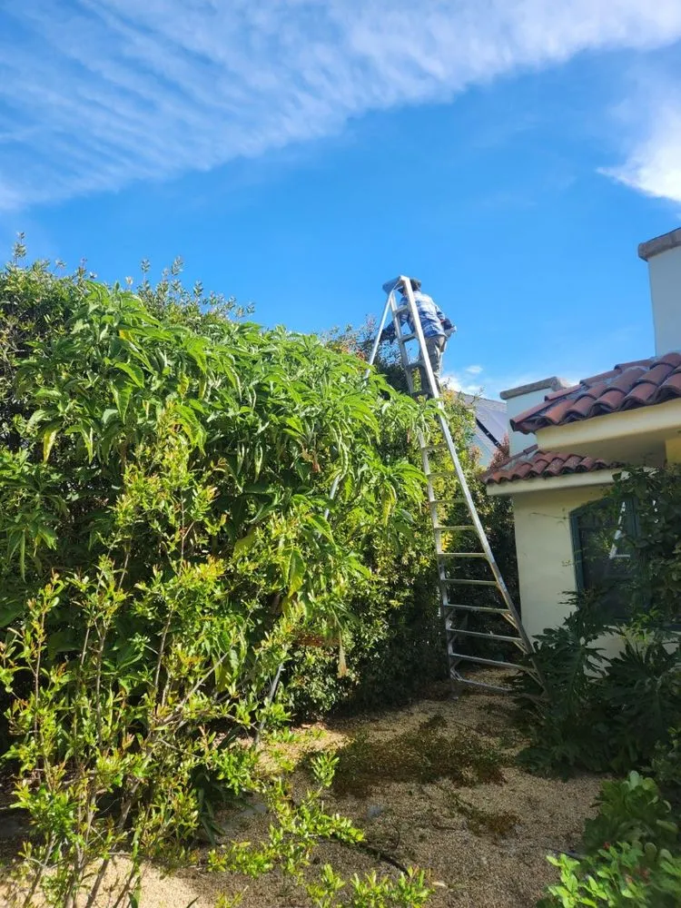 Custom lawn care service in Santa Barbara, CA by Miguel Vasquez Landscaping & More