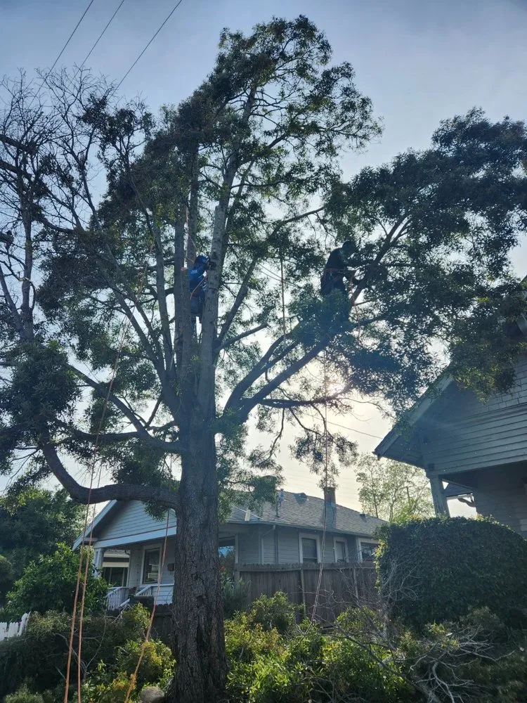 Expert landscape installation experts serving Santa Barbara, CA - Miguel Vasquez Landscaping & More