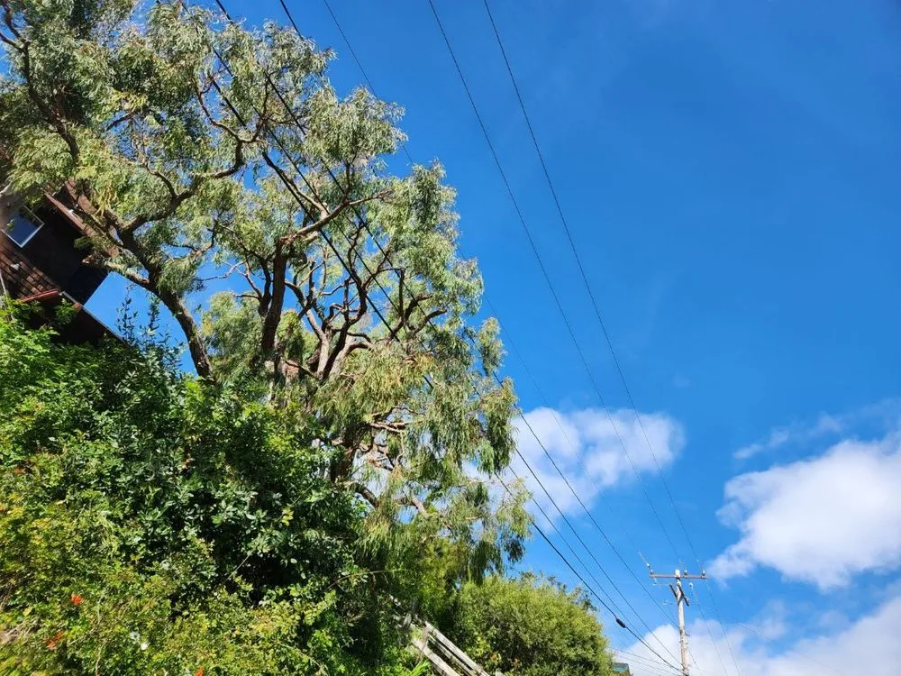 Local landscape installation in Santa Barbara, CA - Miguel Vasquez Landscaping & More