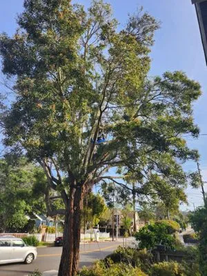 Miguel Vasquez Landscaping & More Logo