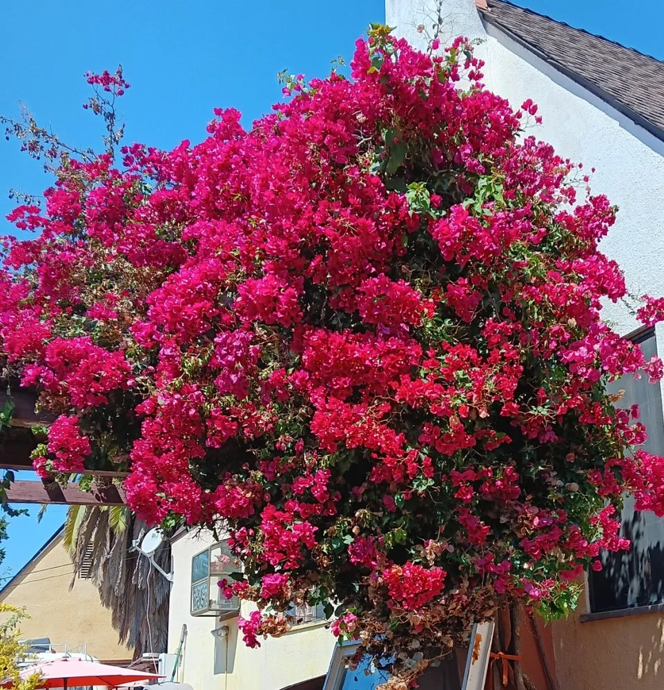 Top-rated landscape design near you across Altadena, CA - Miguel's Gardening Service