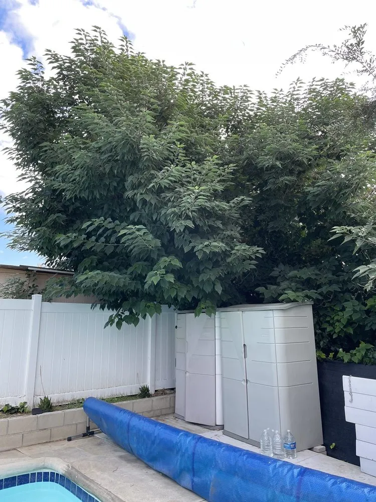 Local landscape design in Altadena, CA by Miguel's Gardening Service