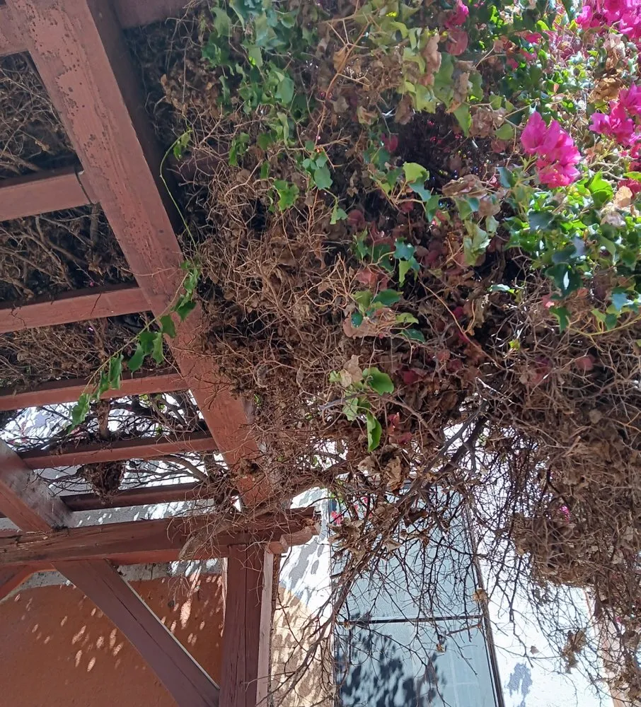 Reliable landscape design experts serving Altadena, CA - Miguel's Gardening Service