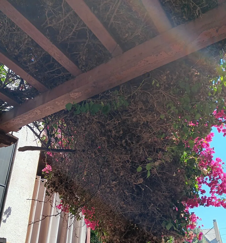 Expert landscaping services for year-round maintenance across Altadena, CA - Miguel's Gardening Service