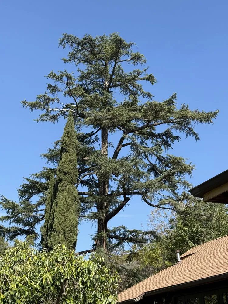 Professional outdoor landscaping in Altadena, CA - Miguel's Gardening Service