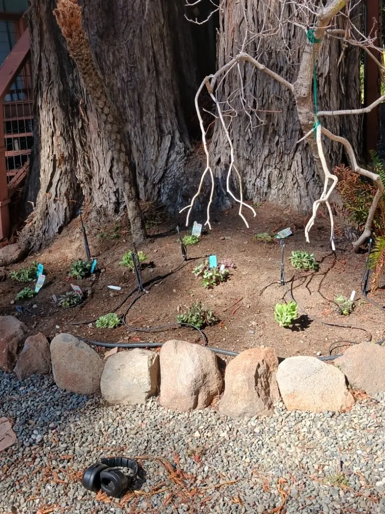 Professional landscaping services in San Francisco, CA - Miguel's General Maintenance